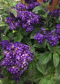 Heliotropium arborescens 'Fragrant Delight'